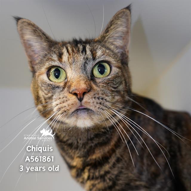 adoptable Cat in Modesto, CA named ZOEY