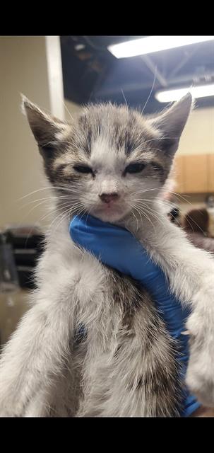 adoptable Cat in Modesto, CA named JACK