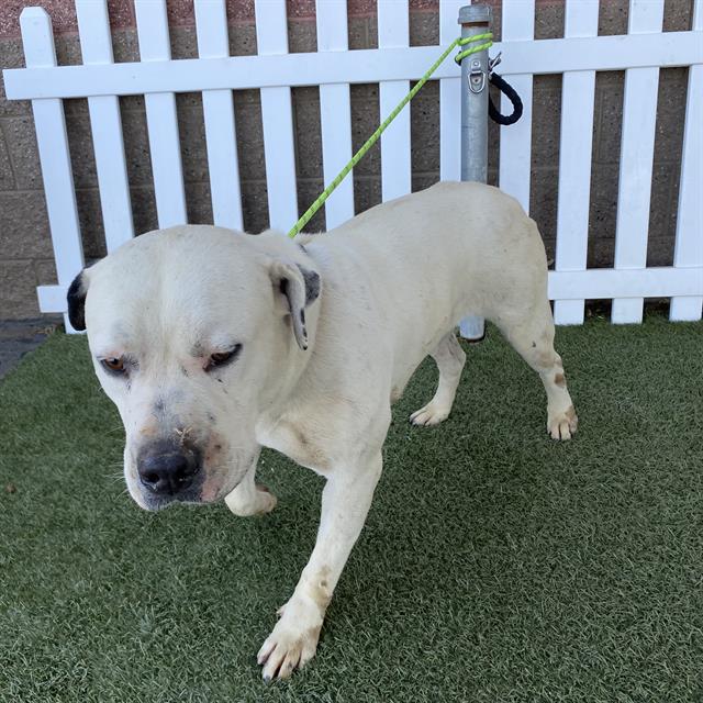 adoptable Dog in Modesto, CA named *TUCKER