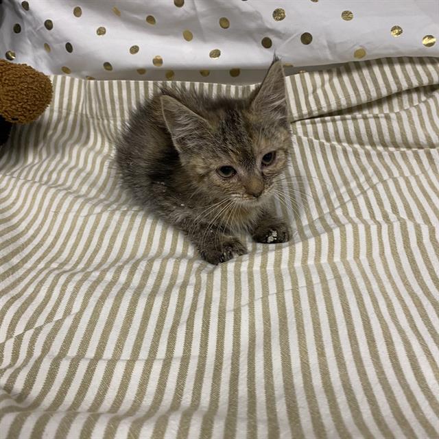 adoptable Cat in Modesto, CA named ABBY