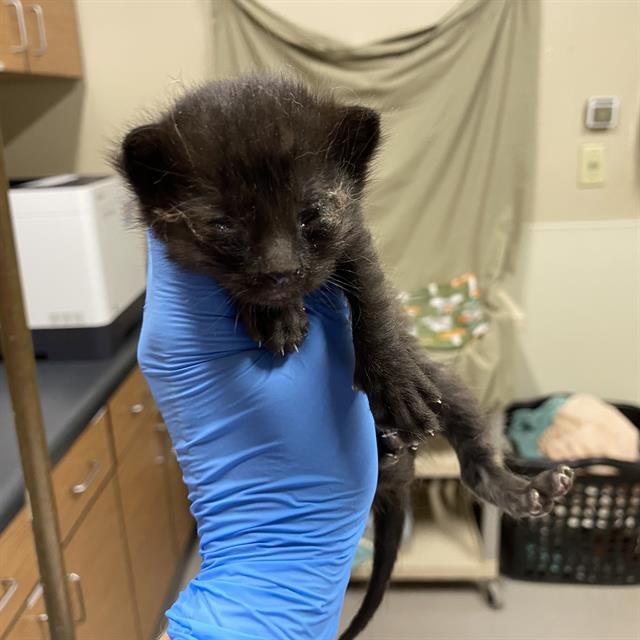 adoptable Cat in Modesto, CA named TOM