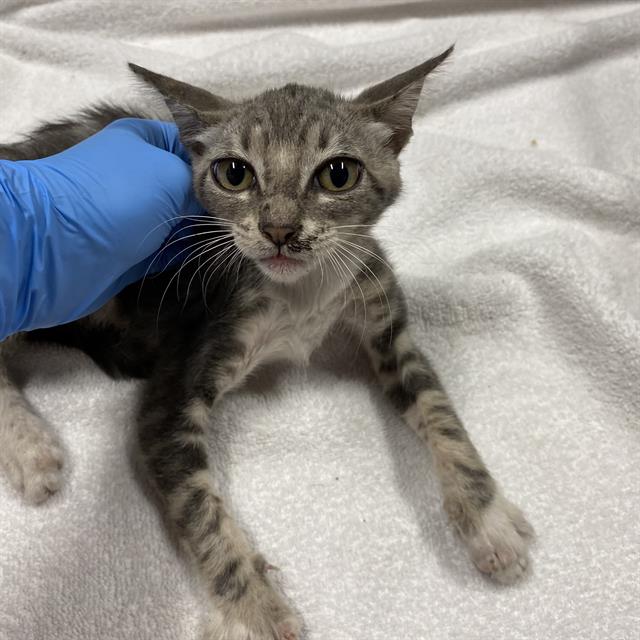 adoptable Cat in Modesto, CA named *RACHEL