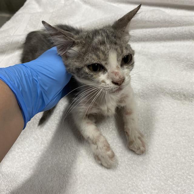 adoptable Cat in Modesto, CA named *ROSS