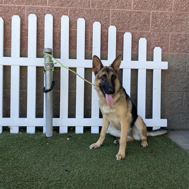 adoptable Dog in Modesto, CA named *XENA