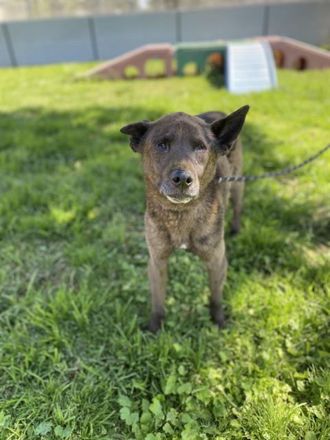 adoptable Dog in Modesto, CA named HUCKABY