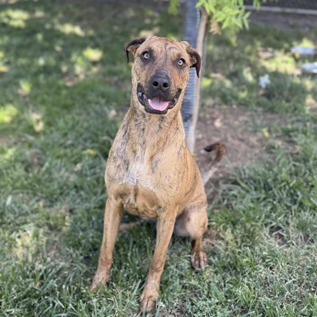 adoptable Dog in Modesto, CA named CHARLIE