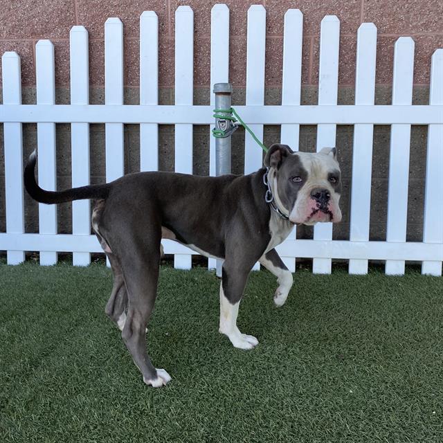 adoptable Dog in Modesto, CA named *DALE