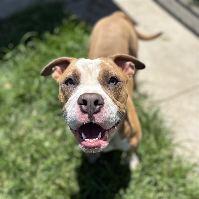 adoptable Dog in Modesto, CA named *BRENNAN