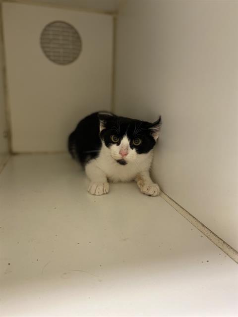 adoptable Cat in Modesto, CA named *BATMAN