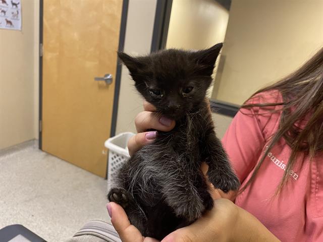 adoptable Cat in Modesto, CA named JETT