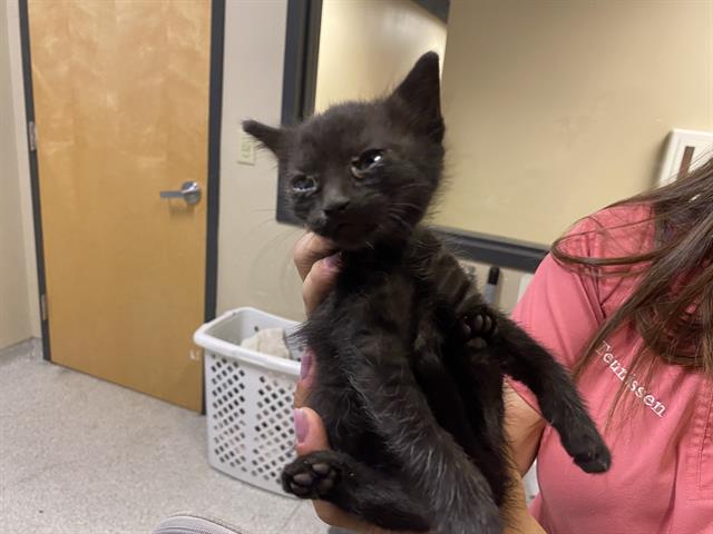 adoptable Cat in Modesto, CA named ASTRA