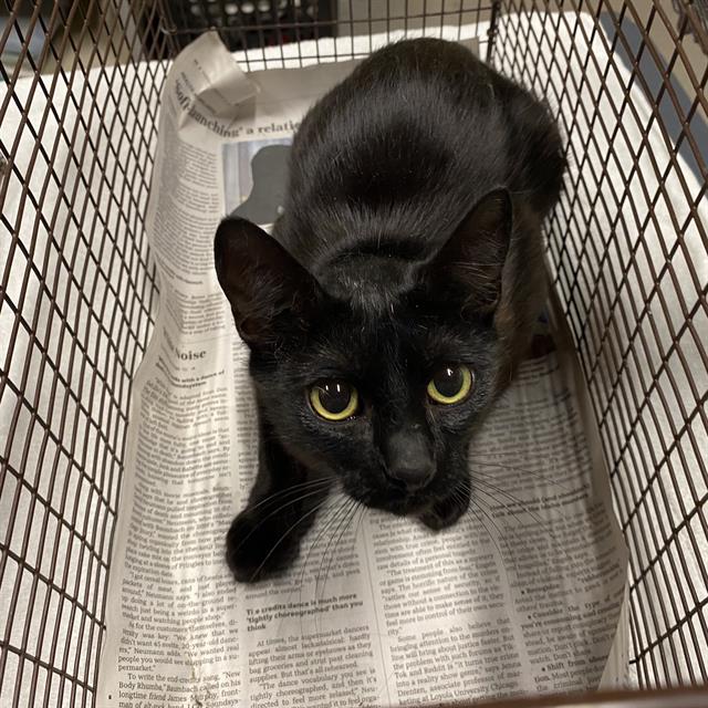 adoptable Cat in Modesto, CA named *BREADLOAF