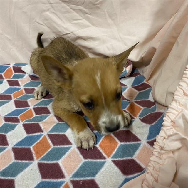 adoptable Dog in Modesto, CA named A600749
