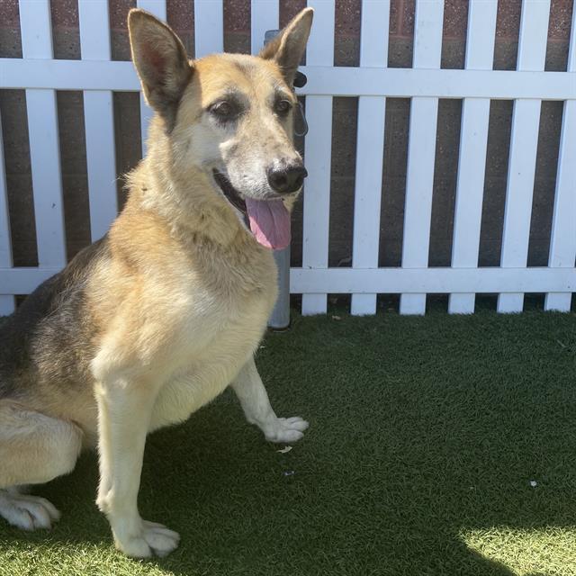 adoptable Dog in Modesto, CA named SASHA