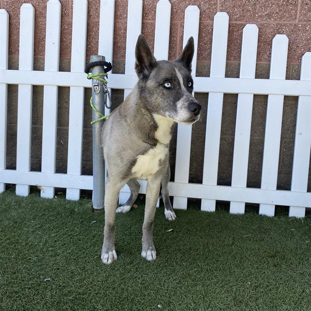 adoptable Dog in Modesto, CA named ZOEY