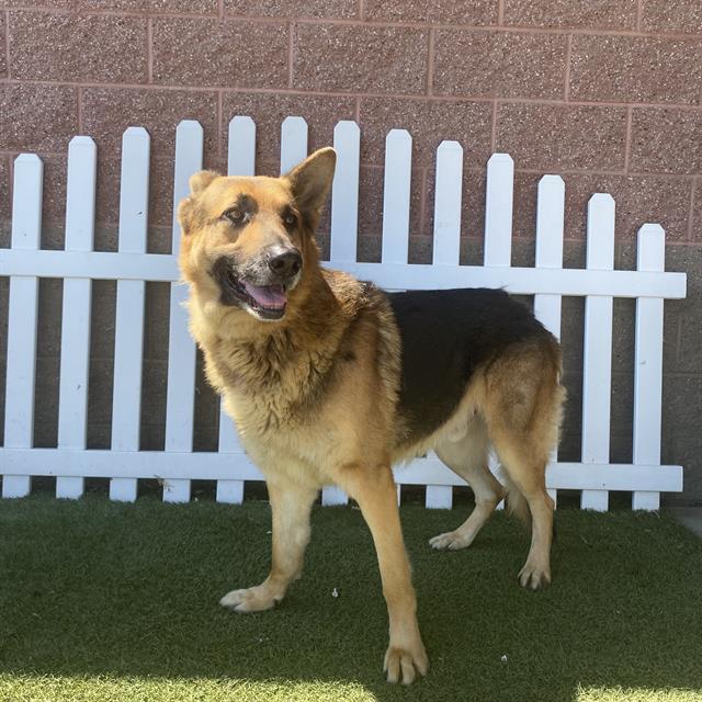 adoptable Dog in Modesto, CA named ACE