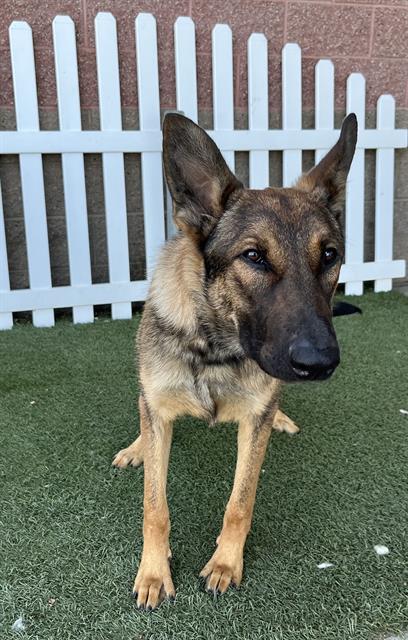 adoptable Dog in Modesto, CA named *TEDDY