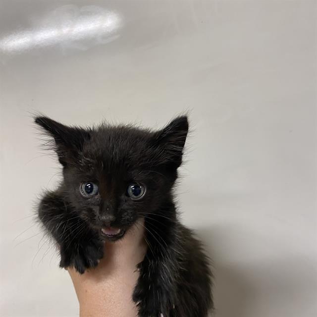 adoptable Cat in Modesto, CA named *CHUCKY