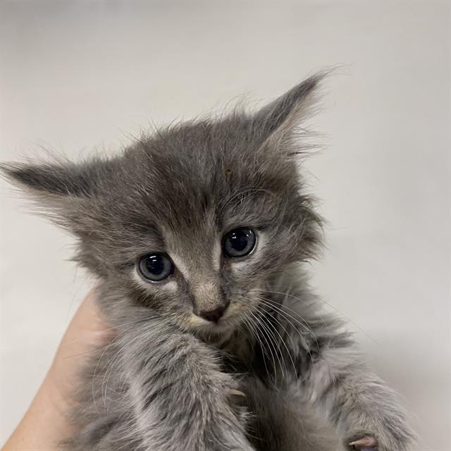 adoptable Cat in Modesto, CA named *DIL