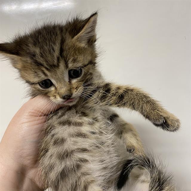 adoptable Cat in Modesto, CA named *PHIL