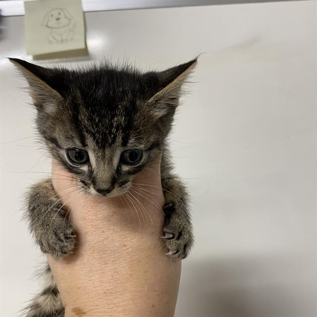adoptable Cat in Modesto, CA named *LILLIAN