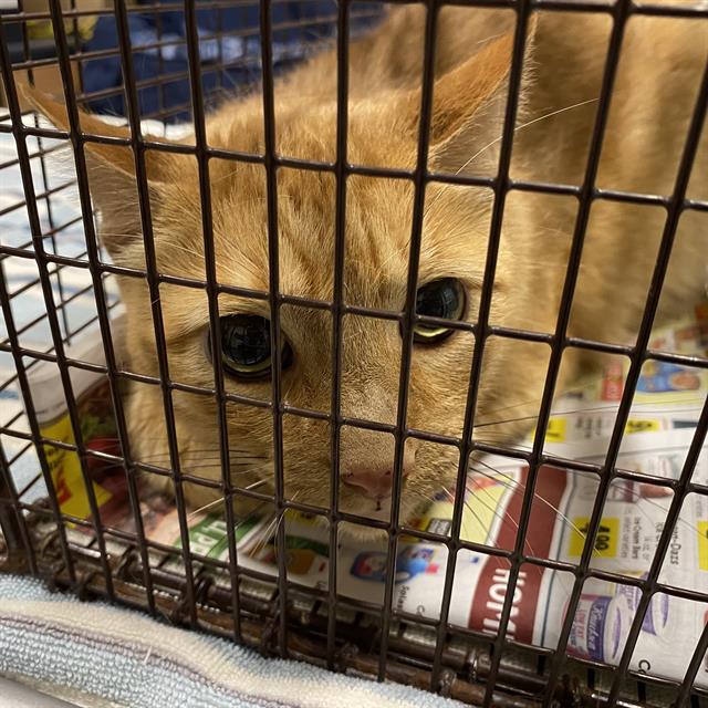 adoptable Cat in Modesto, CA named NACHO