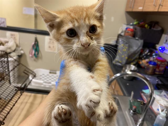adoptable Cat in Modesto, CA named *BRAMBLE