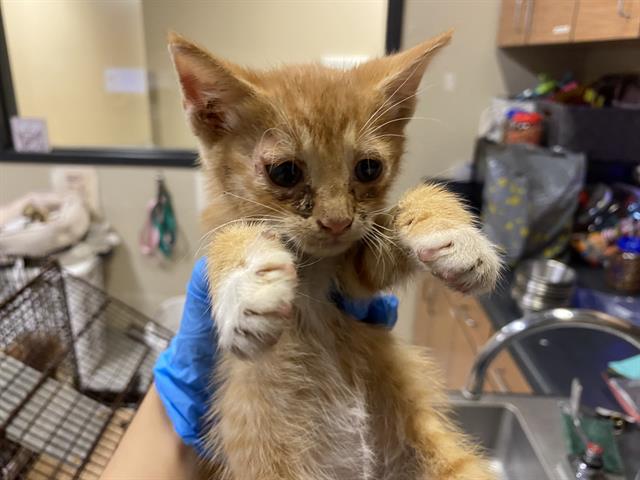 adoptable Cat in Modesto, CA named *CAIUS