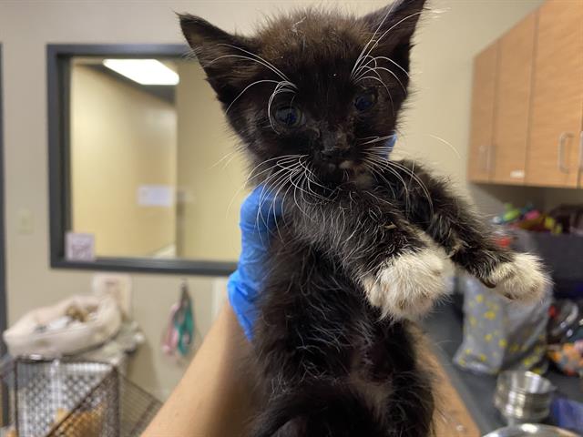 adoptable Cat in Modesto, CA named *ELOWEN