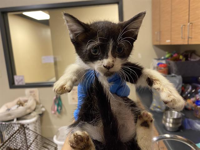 adoptable Cat in Modesto, CA named *AISLING