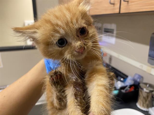 adoptable Cat in Modesto, CA named *FENWICK