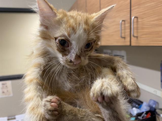 adoptable Cat in Modesto, CA named *GIDEON