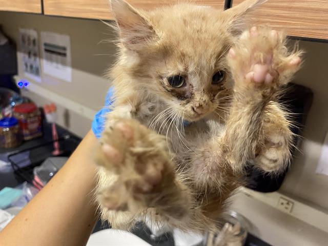 adoptable Cat in Modesto, CA named *HUCKLEBERRY