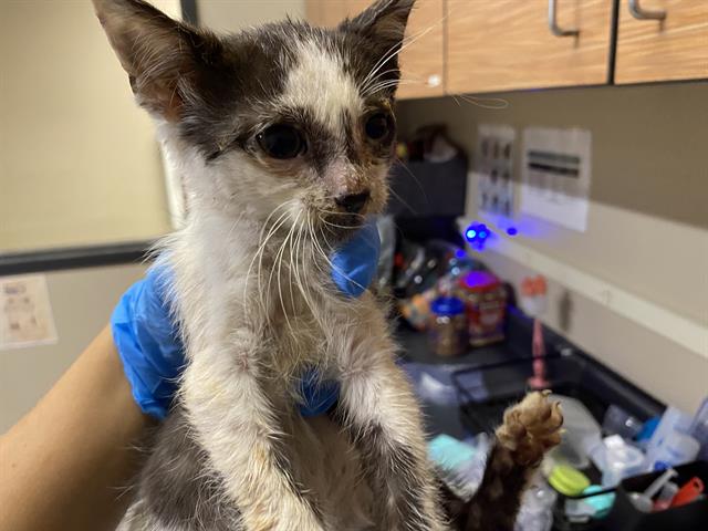 adoptable Cat in Modesto, CA named *ICARUS