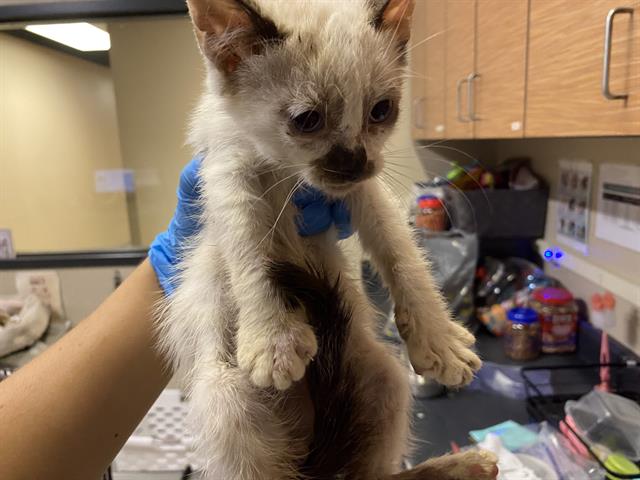 adoptable Cat in Modesto, CA named *JARETH