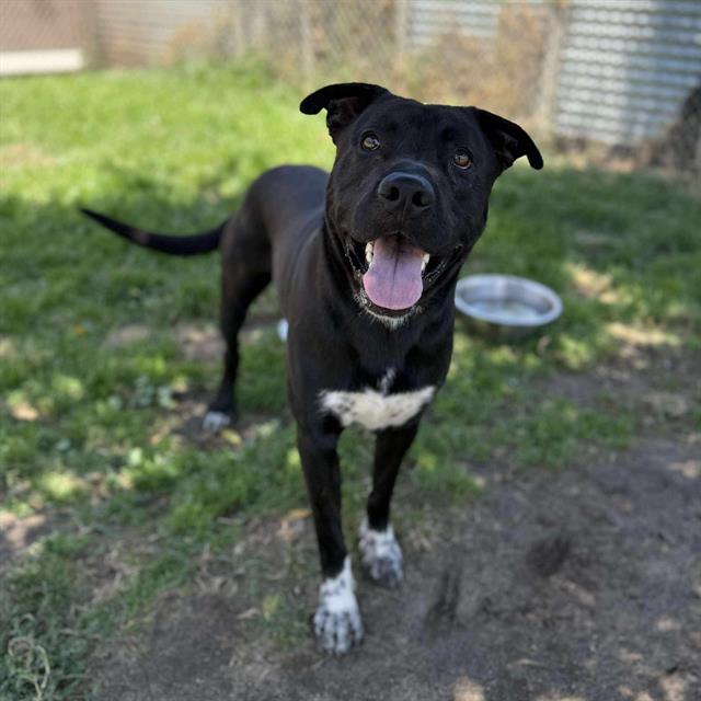 adoptable Dog in Modesto, CA named *HARDY
