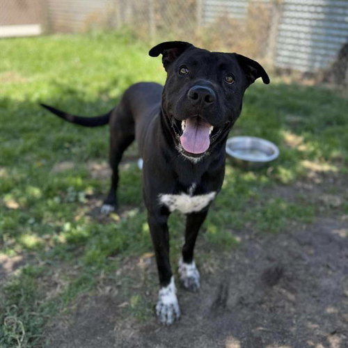picture of the dog needing adoption