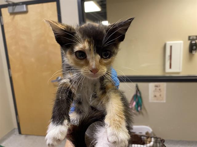 adoptable Cat in Modesto, CA named A599121