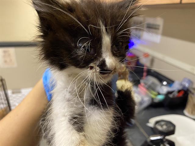 adoptable Cat in Modesto, CA named *CALYPSO