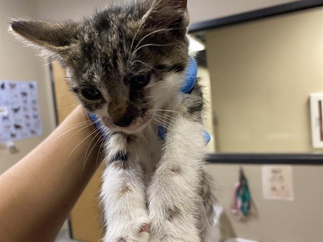 adoptable Cat in Modesto, CA named *PRESTON
