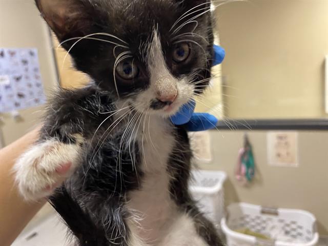 adoptable Cat in Modesto, CA named *ALEX