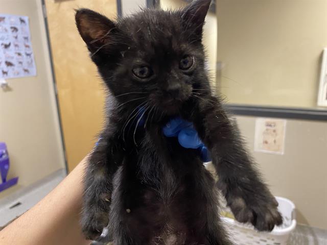 adoptable Cat in Modesto, CA named *CRISTINA