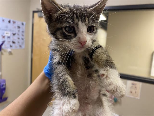 adoptable Cat in Modesto, CA named *GEORGE