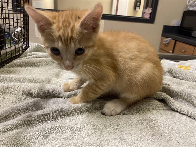 adoptable Cat in Modesto, CA named *MORRIS