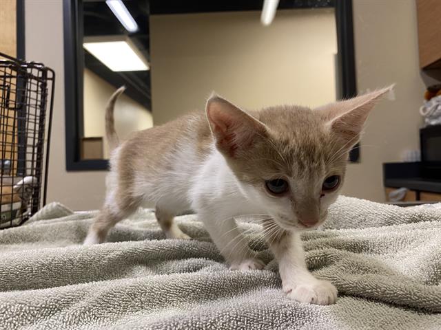 adoptable Cat in Modesto, CA named *PEACH