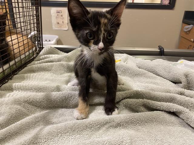 adoptable Cat in Modesto, CA named *JOY