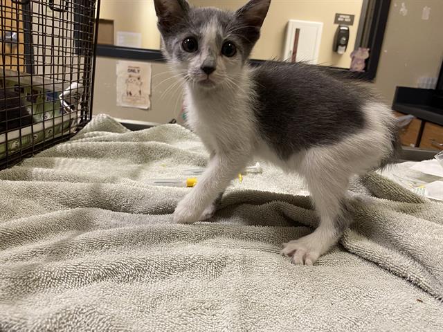 adoptable Cat in Modesto, CA named *LEO