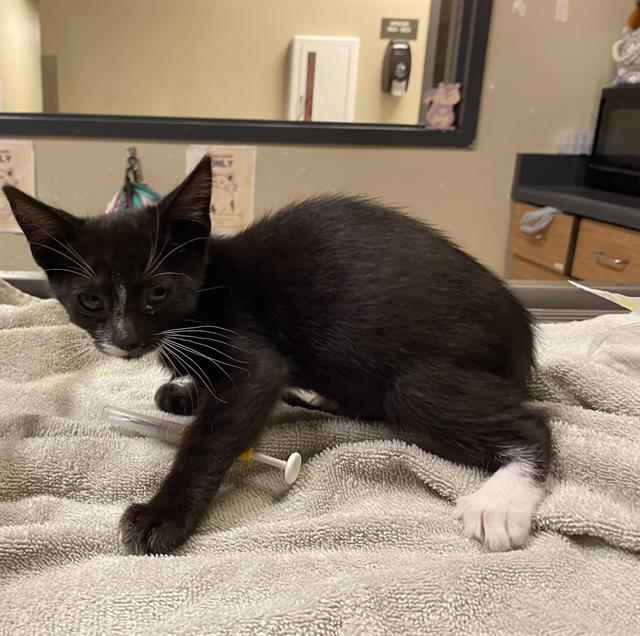 adoptable Cat in Modesto, CA named *KEVIN