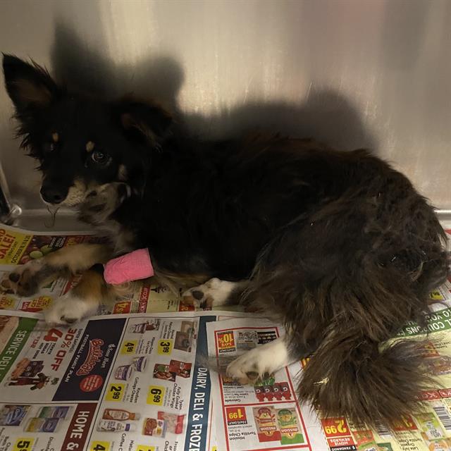 adoptable Dog in Modesto, CA named *PEPE