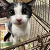 adoptable Cat in Modesto, CA named *ROSIE